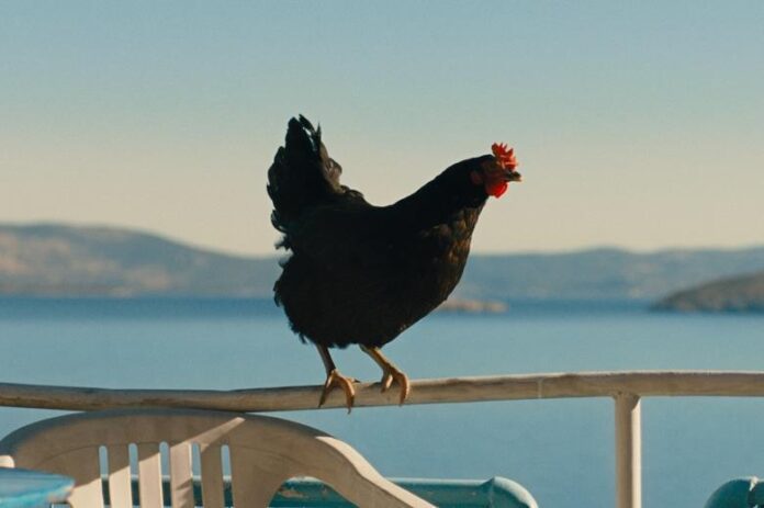 1461640_hen2_296905